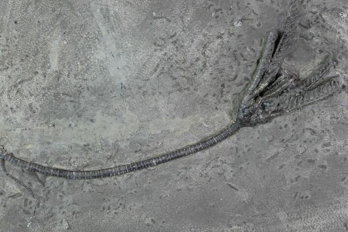 Crinoid (Histocrinus) Fossil - Crawfordsville, Indiana #94740
